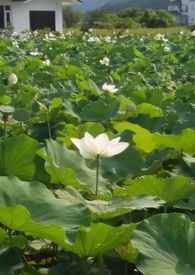 花樂系列-花神 下
