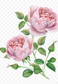 两生花开终