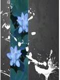 曼陀花--心痕